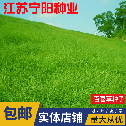 南京百喜草种子 耐旱草种牧草草种工程绿化草种固坡护土耐旱草种量