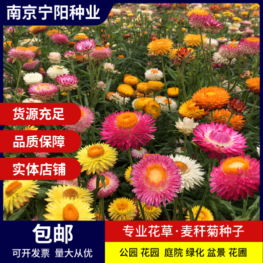 麦秆菊种子 蜡菊脆菊种子四季易种庭院阳台种子景观花海
