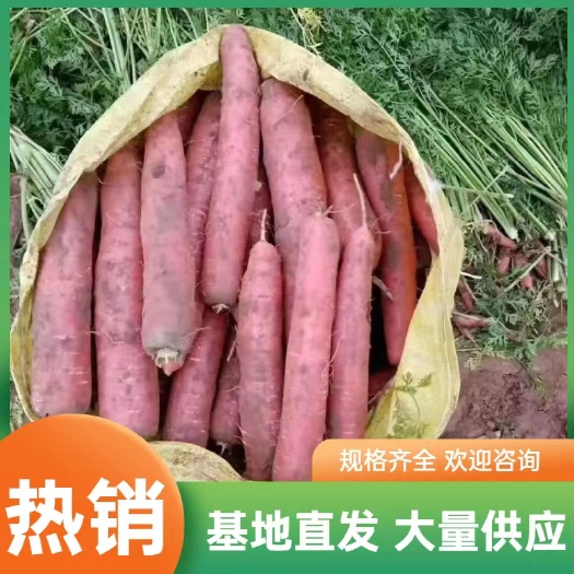 靖远县秤杆红萝卜 胡萝卜