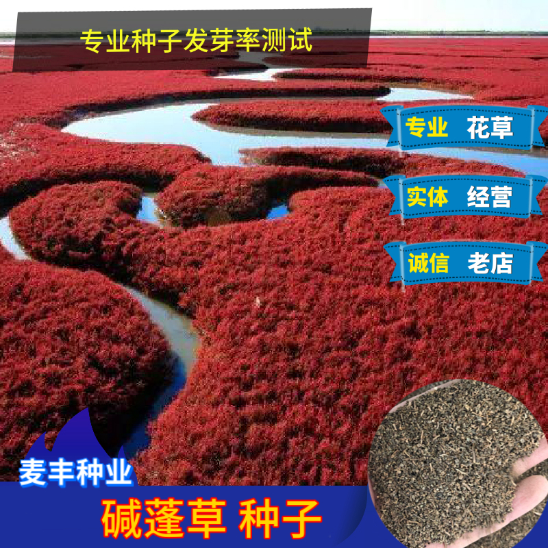 南京堿蓬草種子 菜荒鹽地堿蓬草種子 沙地荒地耐鹽堿治理土壤改良