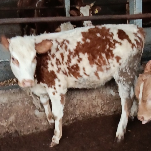 旺苍县肉牛 300-500斤 母牛 架子牛 6-7月龄 