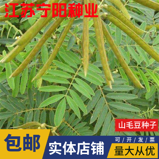 山毛豆种子 护坡草籽紫穗槐柠条刺槐银合欢护坡绿化灌木种子