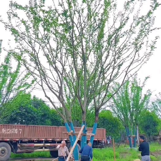 百信园艺场 精品丛生朴树多杆朴树 绿化工程用树 量大价优