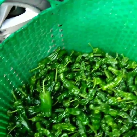 钦州辣椒 线椒，皱皮椒，8号椒