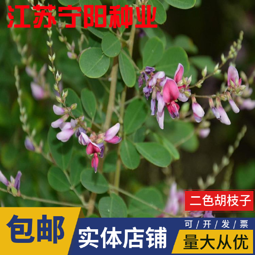 截叶胡枝子种子 胡枝子种子苕条种子胡枝条苕条公路绿化种子 护