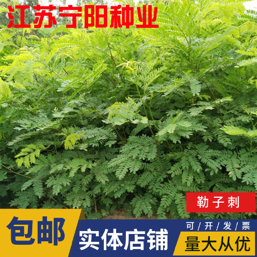 合欢种子  勒子刺种子围园簕 绿篱笆种子 有刺银合欢公路绿化种子