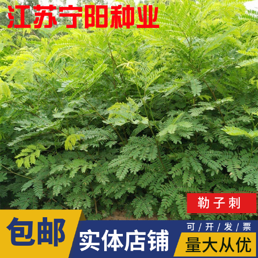 南京合欢种子  勒子刺种子围园簕 绿篱笆种子 有刺银合欢公路绿化种子