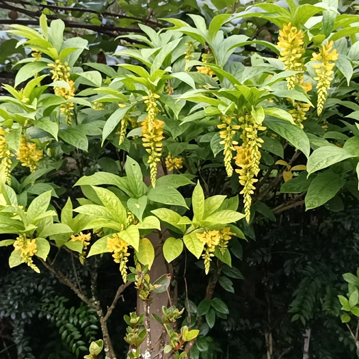 炎陵县黄花倒水莲