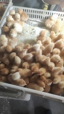 兴平市 鸡苗