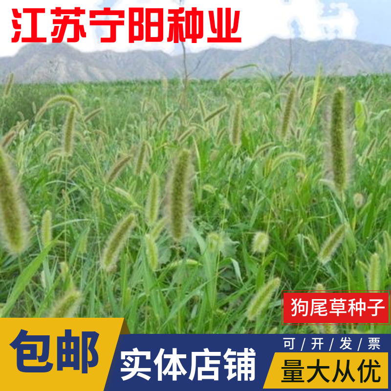 南京狗尾草种子狗尾巴草稗子草种子多年生耐旱草种护坡杂草园林绿化