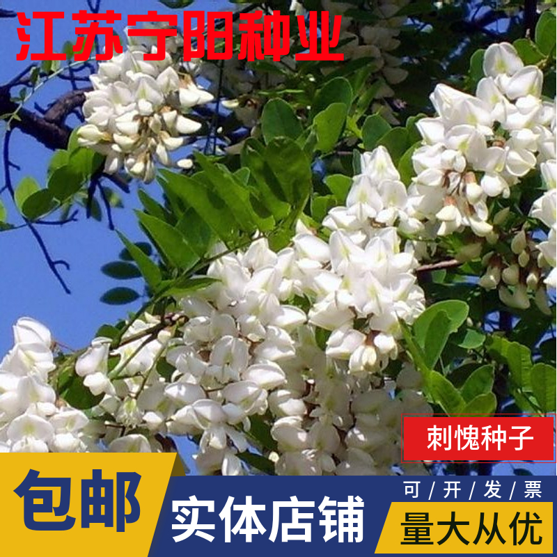 南京刺槐种子洋槐种子德国槐种子紫穗槐种子小冠花种子刺槐胡枝子多