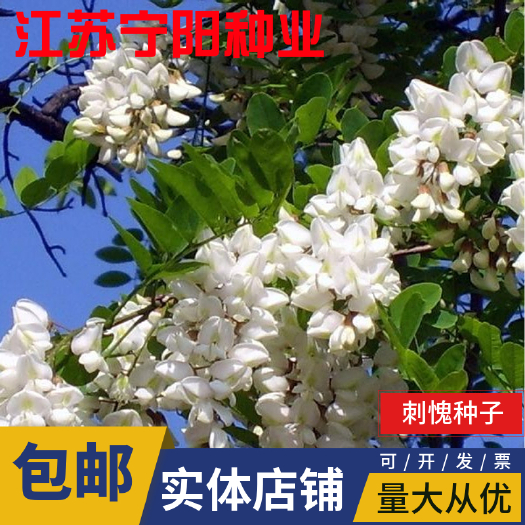 南京刺槐种子洋槐种子德国槐种子紫穗槐种子小冠花种子刺槐胡枝子多