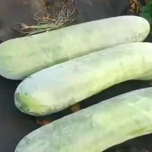 龙州县白皮冬瓜 冬瓜