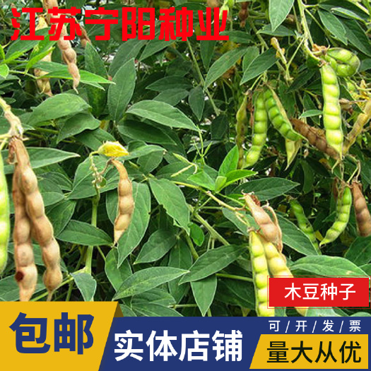 南京木豆种子 护坡草籽紫穗槐柠条刺槐银合欢护坡绿化灌木种子