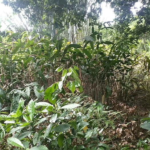 钦州山姜种子 整棵山姜苗   带根带点土