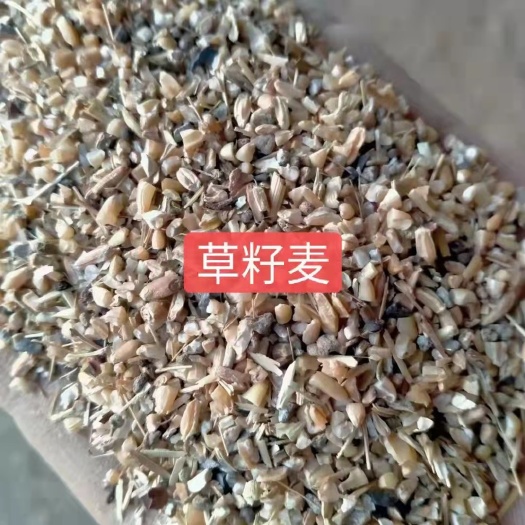 正定县碎麦 碎小麦（草籽麦），厂家一手货源，干净整齐，量大从优