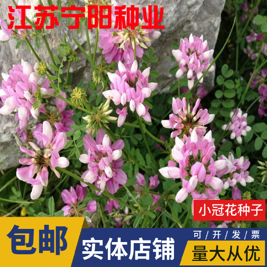 南京小冠花种子 护坡灌木种子紫穗槐种子胡枝子多花木兰荆条猪屎豆