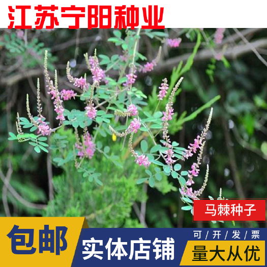 南京马棘种子 野绿豆山皂角野篮枝子种子护坡草籽高速路绿化固土