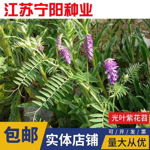 南京紫花苕子种子窄叶野豌豆种子护坡草籽高速路绿化固土多年生小灌木