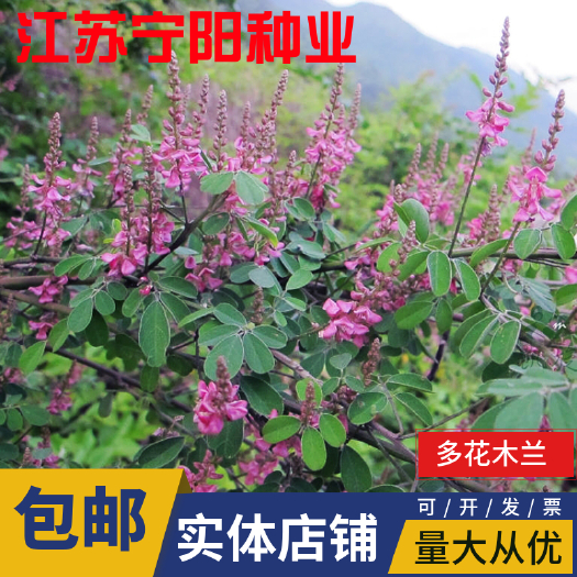 多花木兰种子 车桑子胡枝子紫穗槐小冠花荆条猪屎豆刺槐银合欢