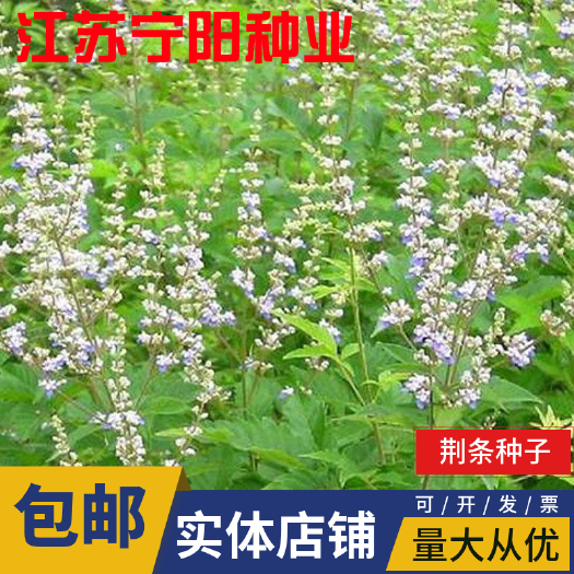 南京柠条种子 荆条种子牡荆种籽 荆条花种子 黄荆柴 黄金子种子灌