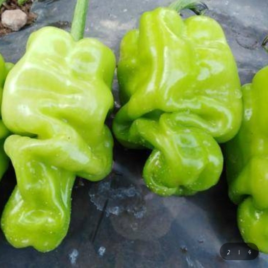 通海县优质皱皮椒，大量上市