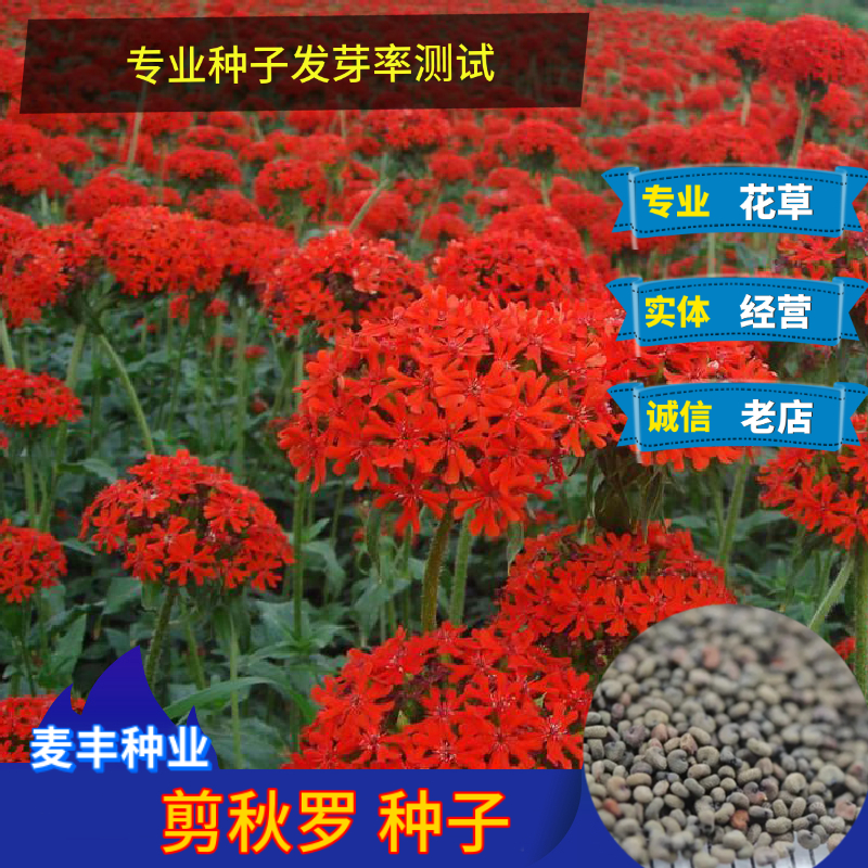 南京剪秋罗种子 多年生切花耐石灰质四季播种庭院盆栽岩石花卉种子