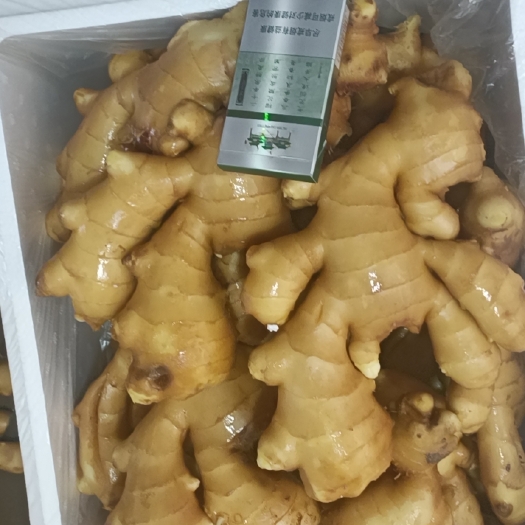 昌邑市面姜 昌邑生姜批发