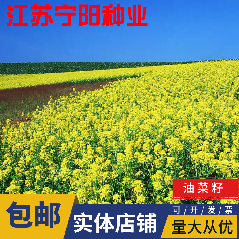 南京紫油菜种子 观赏油菜花种子油菜籽道路景观花海四季种植可榨油种
