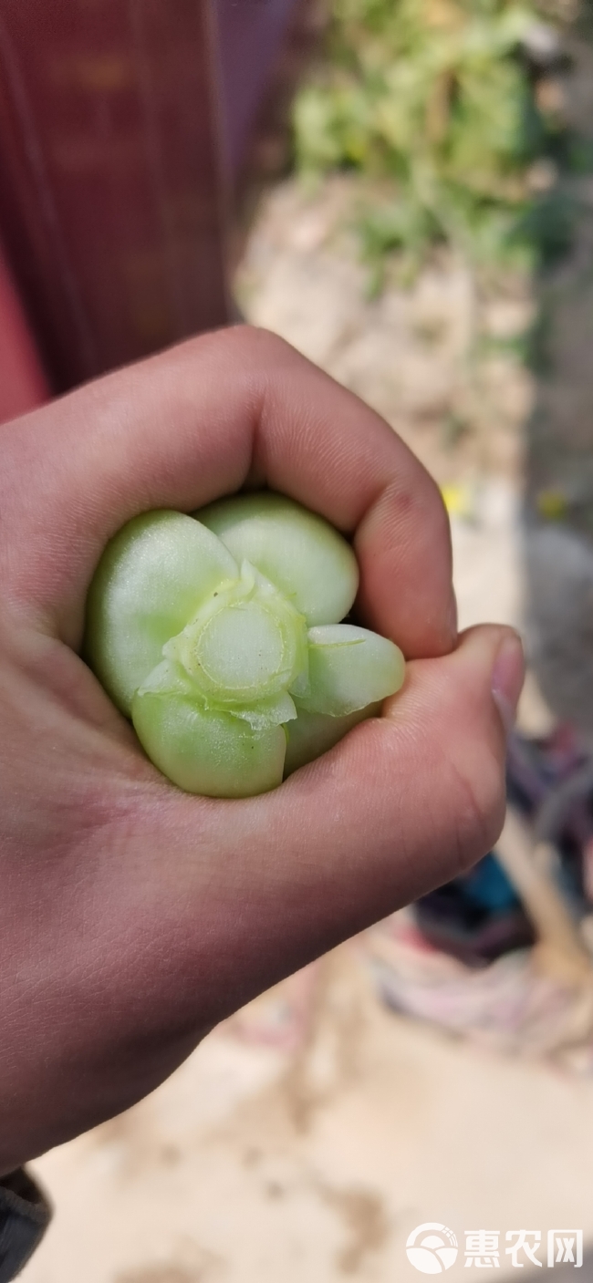 上海青 大量食品厂菜上市  物美价廉    质量保证