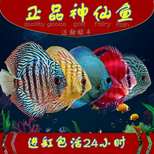 上海七彩神仙鱼  七彩神鱼 热带活体精品水族观赏七彩鱼自产自销品种齐全无黑沙