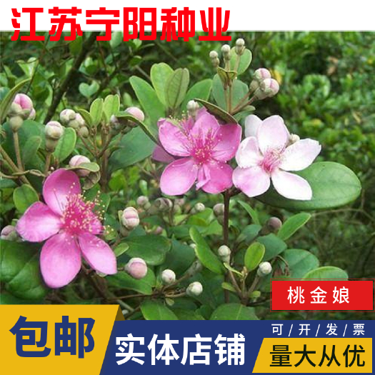护坡草种子 桃金娘种子山菍当梨根稔子树豆稔仲尼乌肚子桃舅娘当