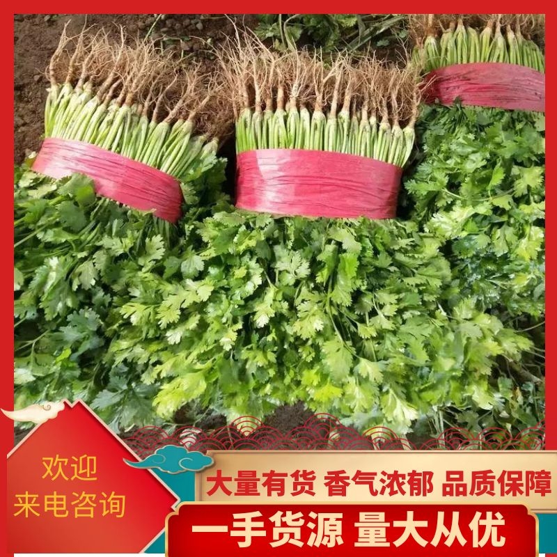 新泰市香菜 25~30cm