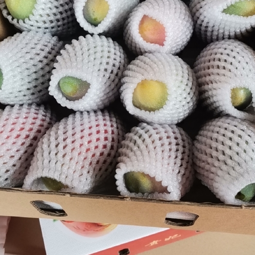 三亚 海南贵妃芒