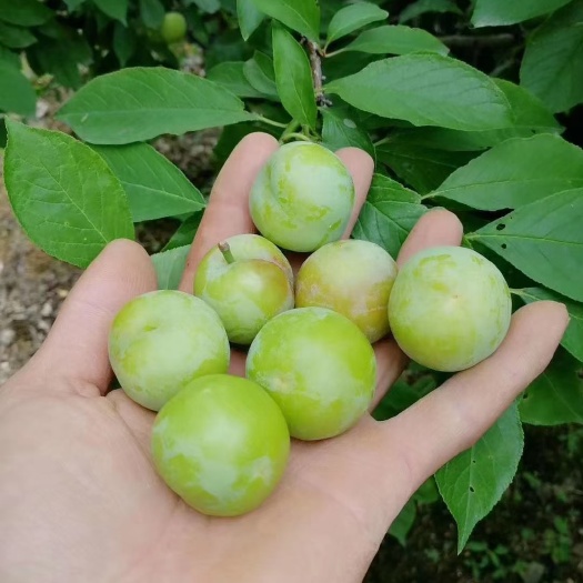 普宁市 早李苗、三华李苗、头径0.8公分起、高30-50cm，