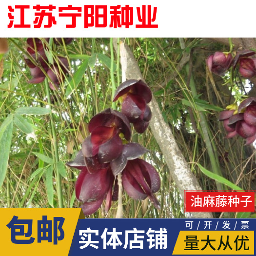 南京油麻藤种子 常绿油麻藤牛马藤大血藤棉麻藤种子护坡绿化灌木种