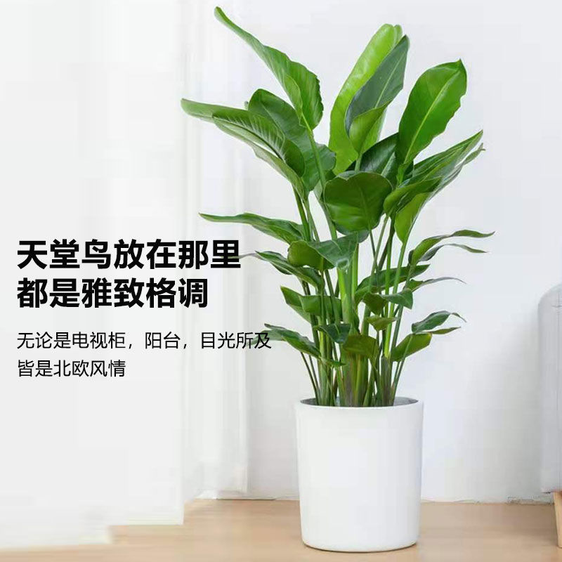广州 天堂鸟鹤望兰盆栽办公室客厅吸甲醛大型植物室内绿植好养易活包邮