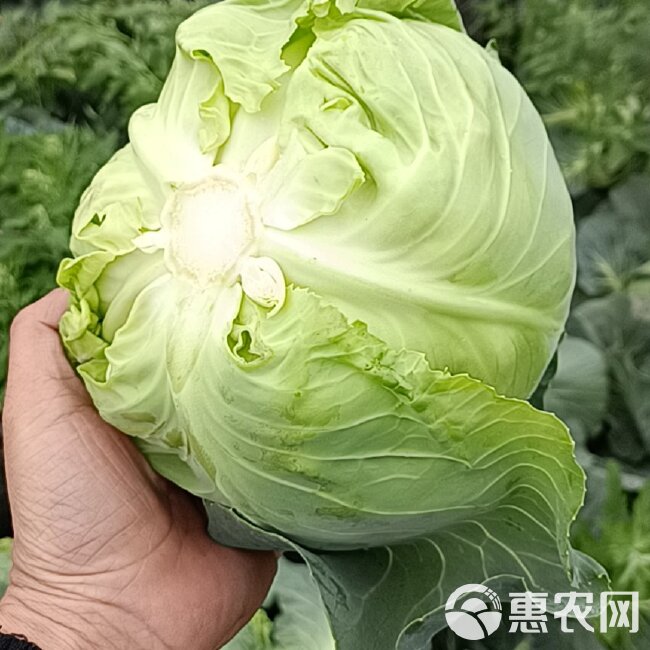 平包菜 甘蓝