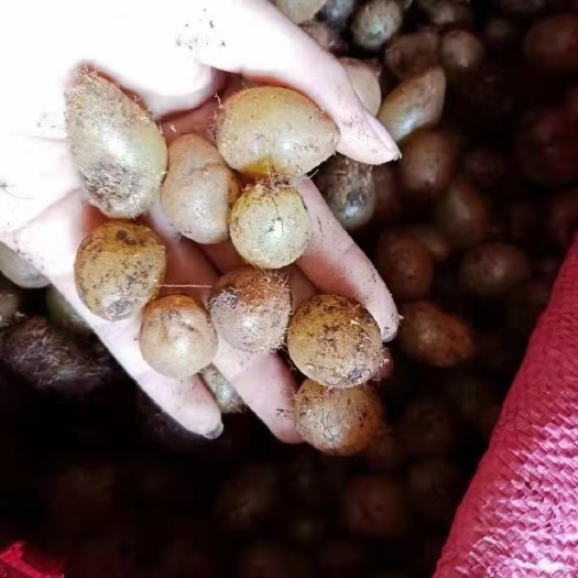 广州石黄皮，又叫凤凰蛋，可以煲汤，生吃都可以，拿货价格漂亮
