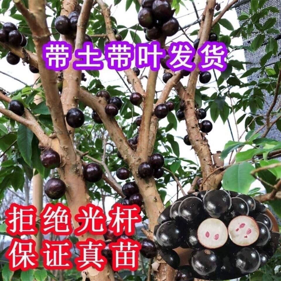 嘉宝果苗  四季早生嘉宝果，树葡萄。营养杯发货

广西发货，