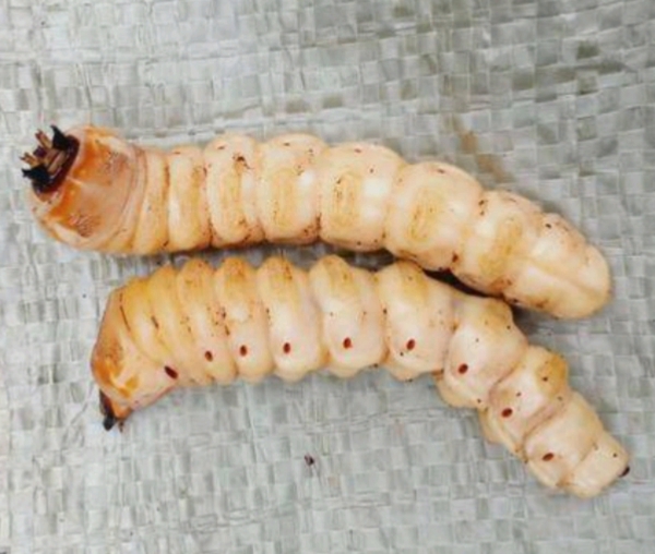 龙里县 斗米虫
