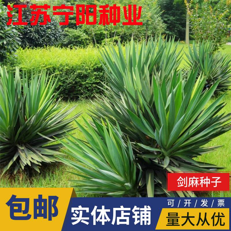 长沙剑麻种子 菠萝麻种子 龙舌兰种子 绿植带刺围墙树种子