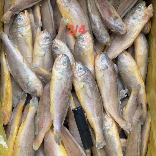 成都 小黄鱼2/4干冰
