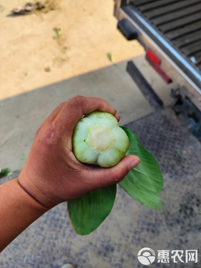 上海青 大量食品厂菜上市  物美价廉    质量保证