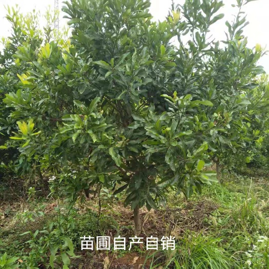 靖州县大黑炭杨梅树苗 3.4.5公分杨梅树