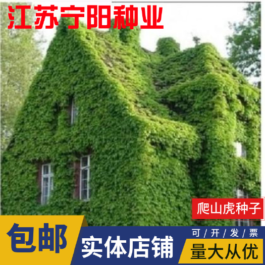 爬山虎种子红葛趴山虎红葡萄藤巴山虎种子爬藤四季常青攀援花卉