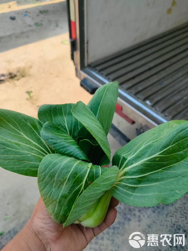 上海青 大量食品厂菜上市  物美价廉    质量保证