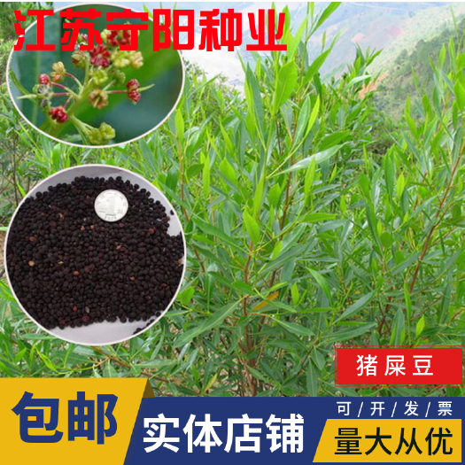 南京木豆种子 灌木种子猪屎豆种子 三圆叶猪屎豆公路绿化种子 护坡
