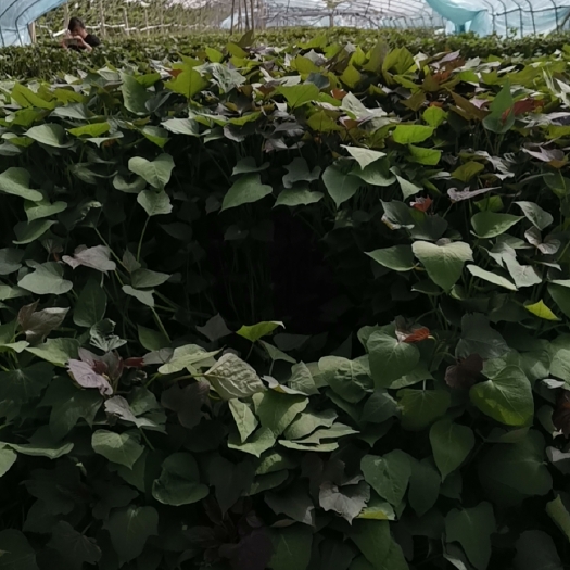 聊城紫薯种 紫薯苗
