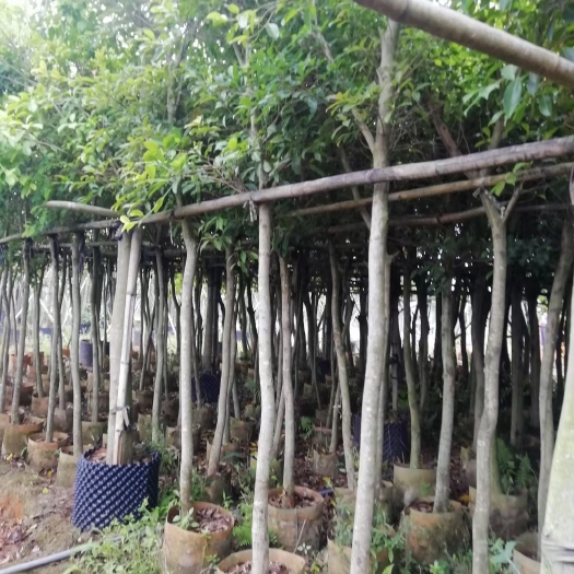 漳浦县蓝花楹 各种花木地苗袋苗